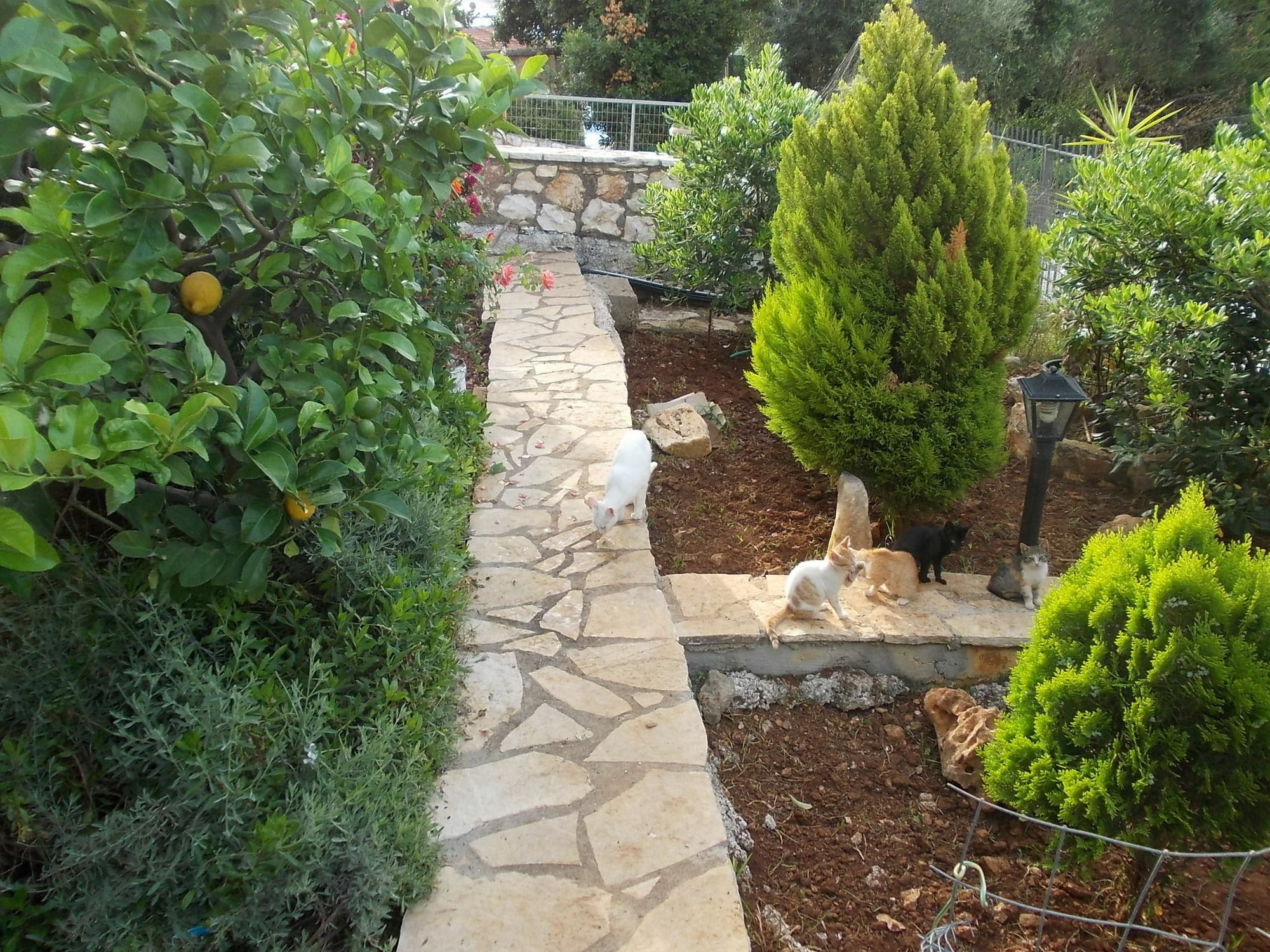 Sarakinos Apartments Barbati Buitenkant foto